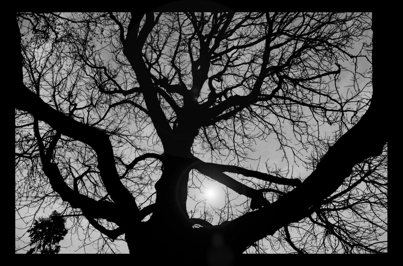 arbre montmartre