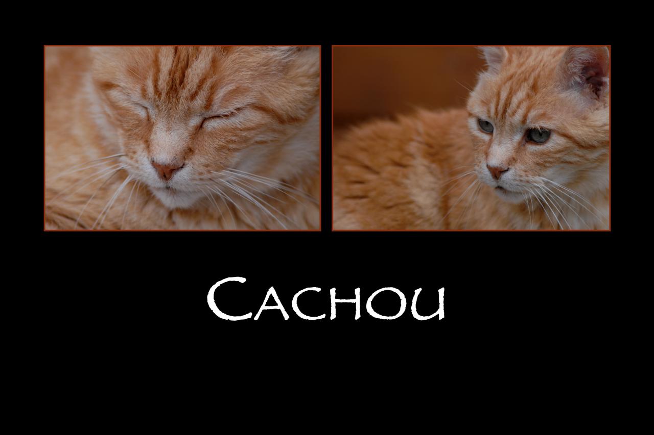 CACHOU