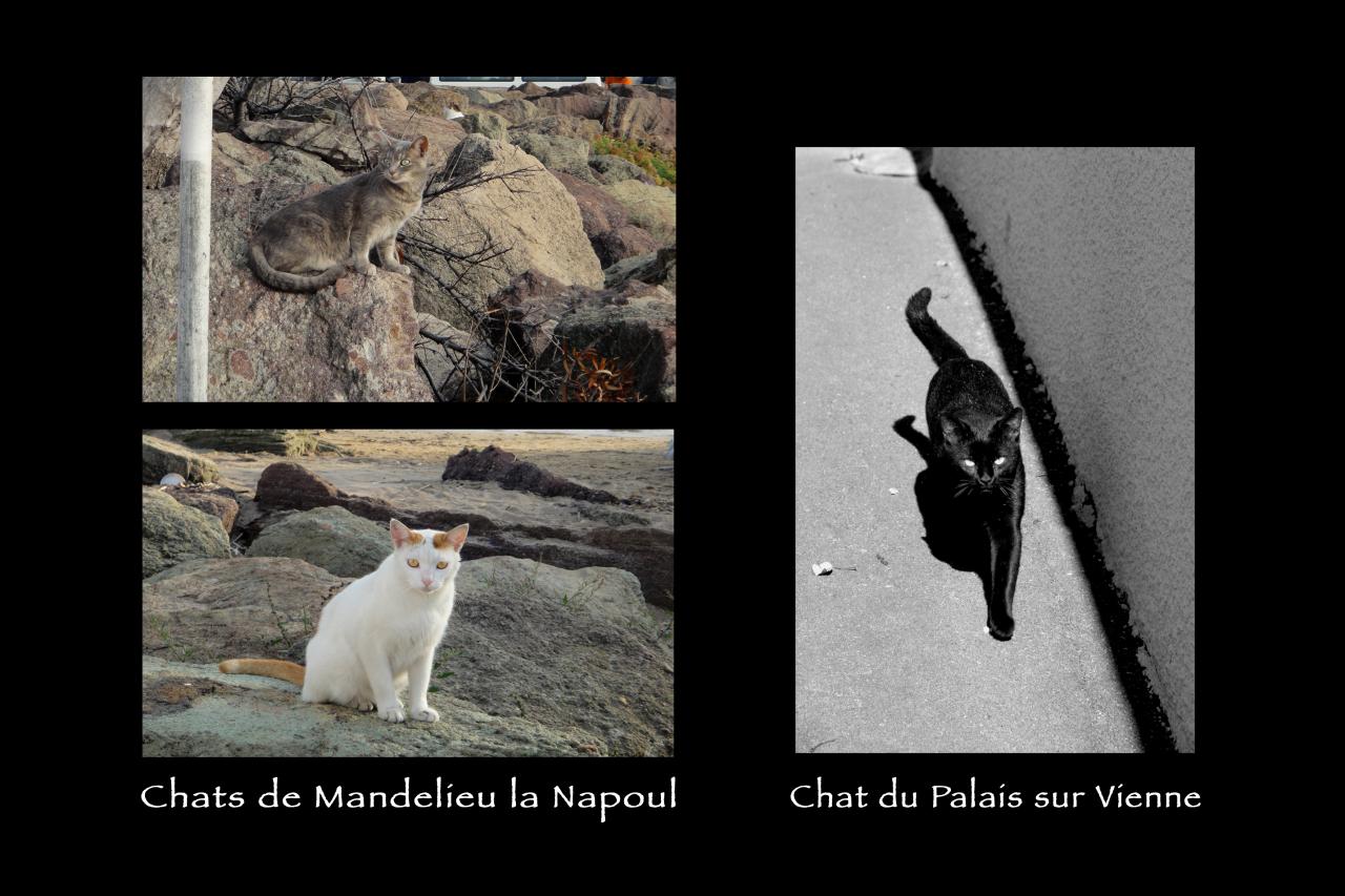 chat d'ici 2