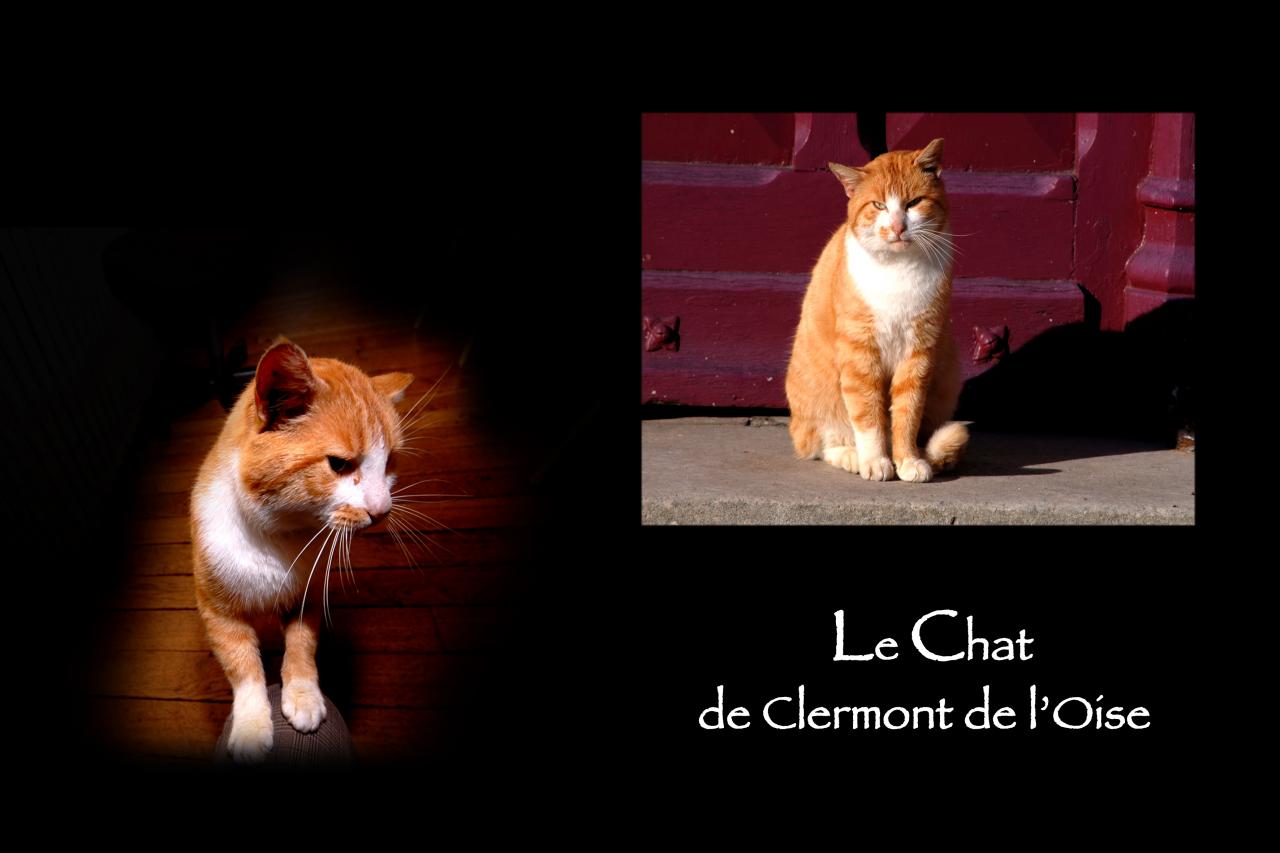 CHATS D'ICI 1copie