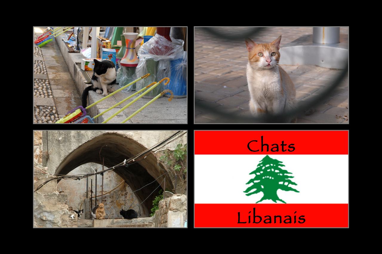 chats du liban