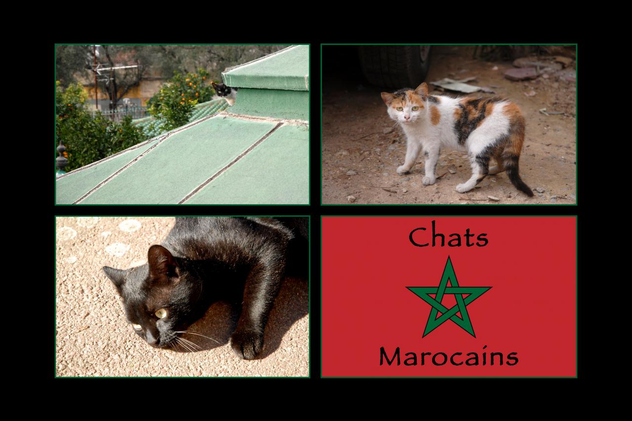 chats marocains 1