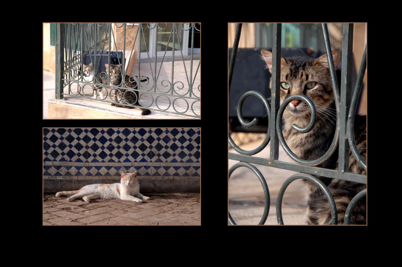 chats marocains 3