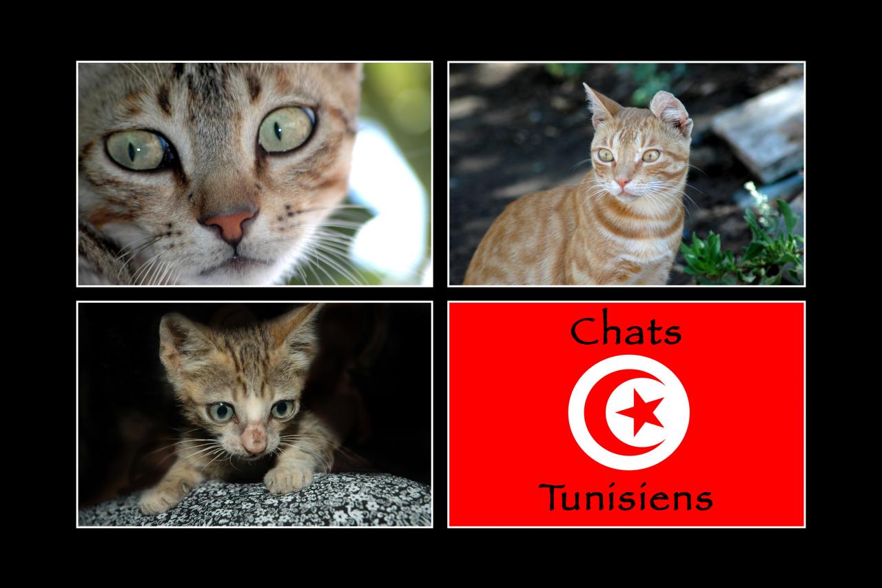 chats tunisiens